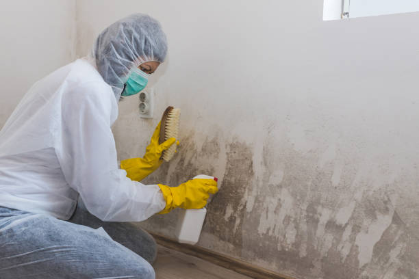 Best Basement Mold Remediation in Alamo, TN