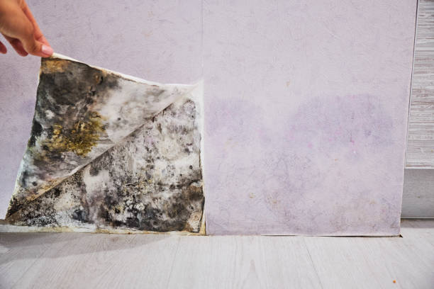 Best Residential Mold Remediation in Alamo, TN